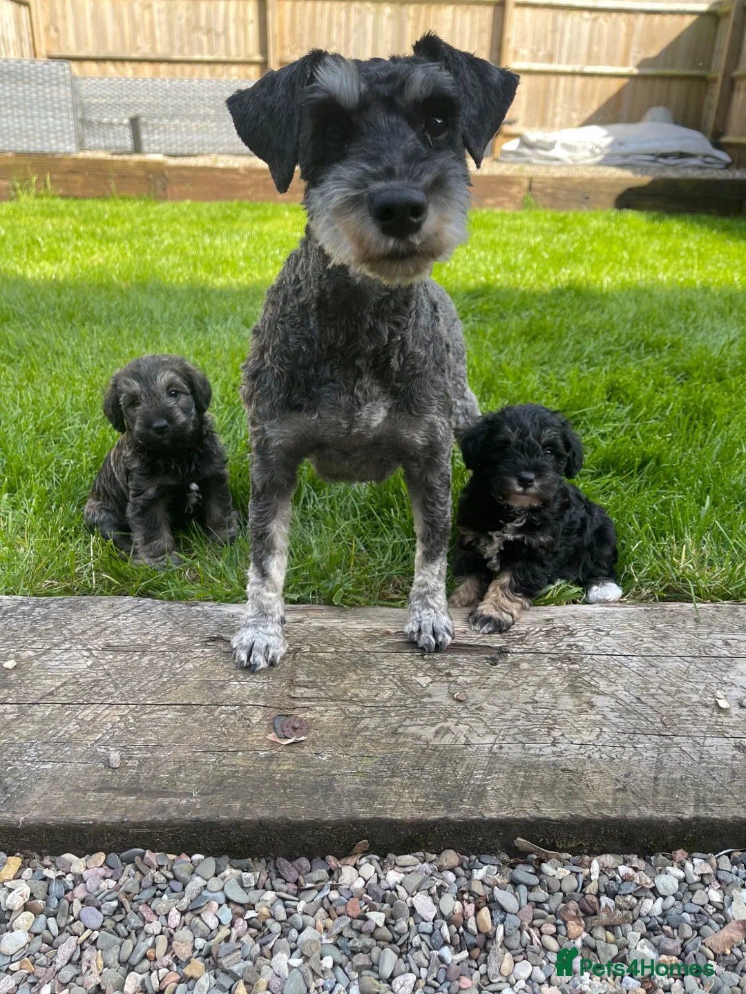 Schnoodle dogs for sale: Gorgeous Schnoodle Puppies  - Advert 27