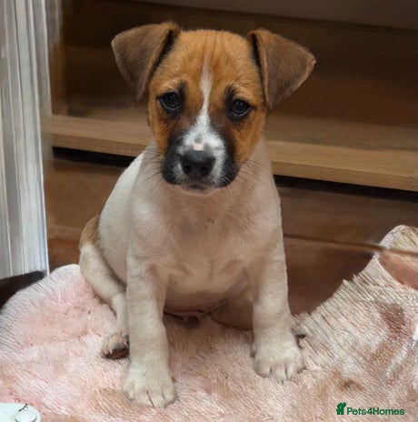 Mini Jack Rasel Miniature Jack Russel Terrier puppies for sale | Pets4Homes