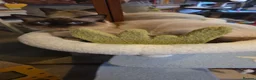 Ragdoll cats for sale: Seal point Boy - Advert 6