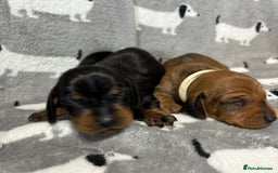 Miniature Dachshund dogs for sale: Almost ready to leave!Amazing Miniature Dachshunds in Doncaster - Image 15