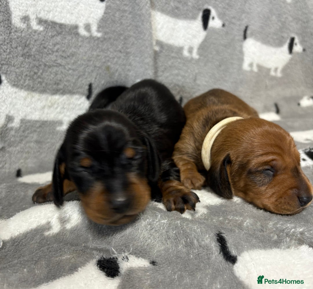 Miniature Dachshund dogs for sale: Almost ready to leave!Amazing Miniature Dachshunds in Doncaster - Image 15