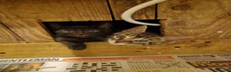 Mixed Breed cats for sale: Bengal,Siamese, Maine coon mix kittens.  - Advert 2