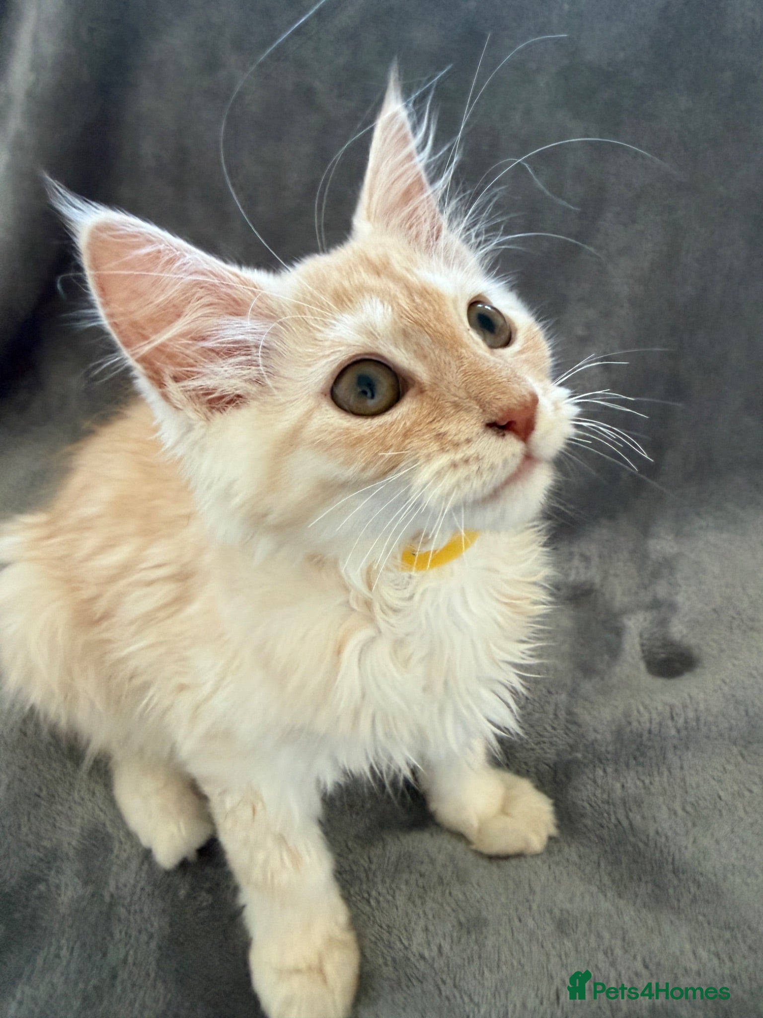 Maine Coon cats Maine Coon 3/4 Cross Kittens  - Advert 1