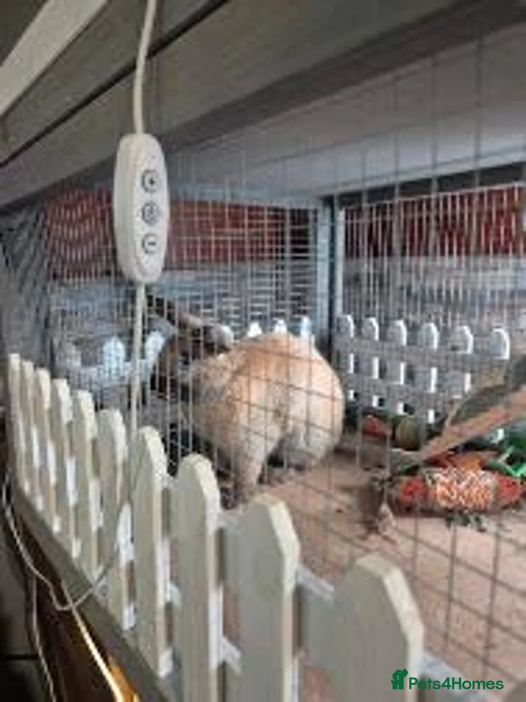 Mixed Breed rabbits for sale: Bonnie and Mochi need Rehoming  - Advert 2