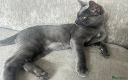 Bengal cats for sale: Two adorable Blue/Melanistic Bengal Kittens TICA  in Benfleet - Image 6