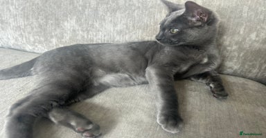 Bengal cats in Benfleet - Advert 1
