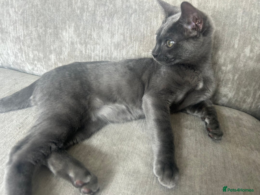 Bengal cats for sale: Two adorable Blue/Melanistic Bengal Kittens TICA  in Benfleet - Image 6