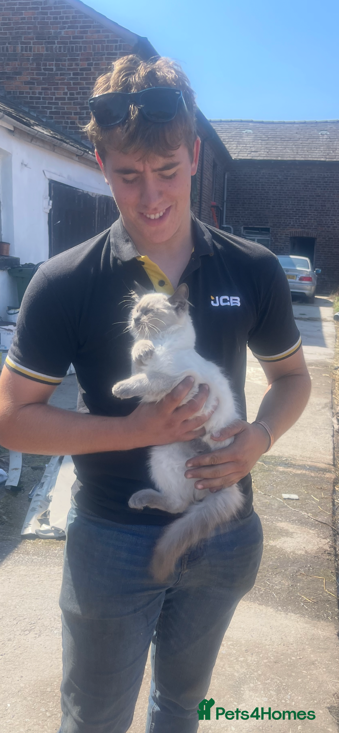 Ragdoll cats for sale: Beautiful Pedigree Ragdoll 4 month olds  - Image 3