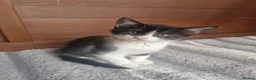Mixed Breed cats for sale: Kitties  - Advert 4