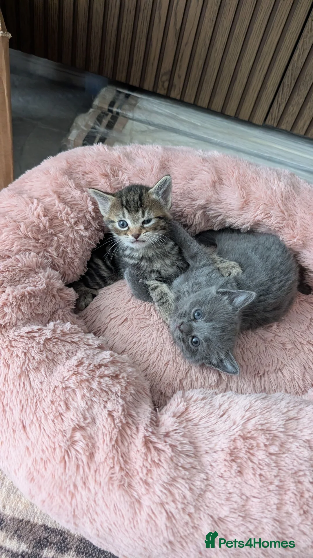 Mixed Breed cats for sale: For Adoption/ 10£ in Leeds - Advert 5