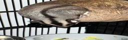 Sugar Glider rodents for sale: 2 female sugar glders in South Ockendon - Advert 14