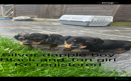 Miniature Dachshund dogs for sale: Beautiful kc registered miniature dachshunds  - Image 28