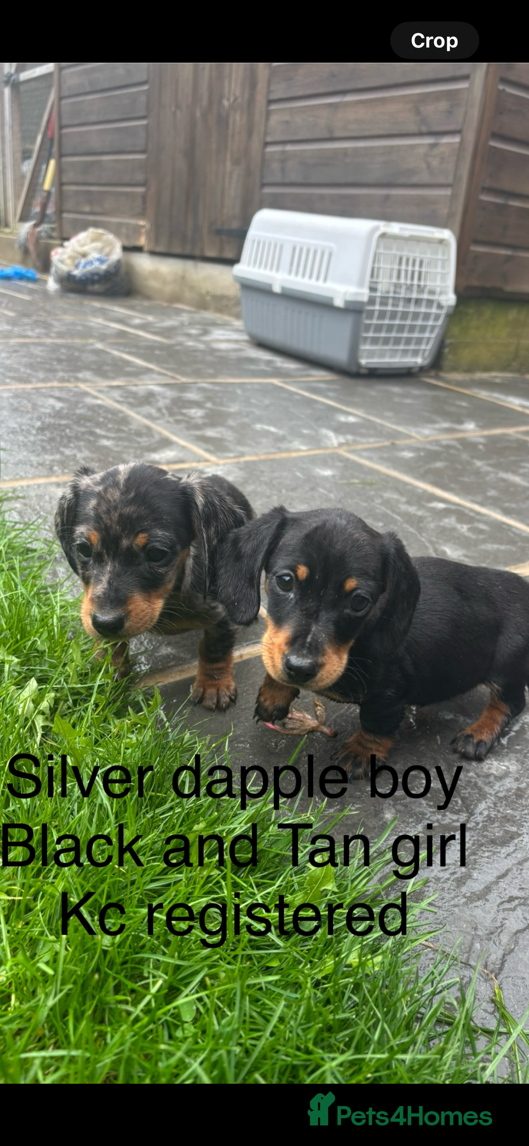 Miniature Dachshund dogs for sale: Beautiful kc registered miniature dachshunds  - Image 28