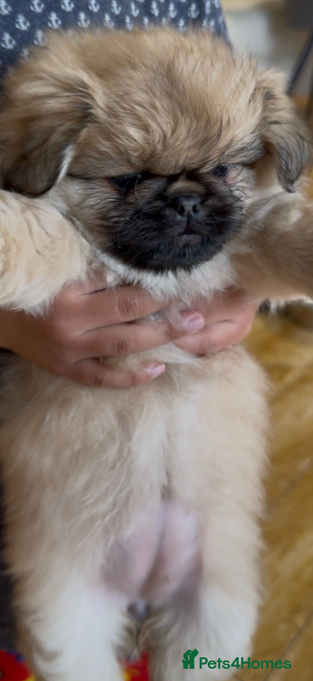 Pekingese dogs for sale: Gorgeous Pekingese puppies  - Image 10