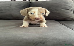Miniature Dachshund dogs for sale: Beautiful champion miniature dachshunds - Image 8