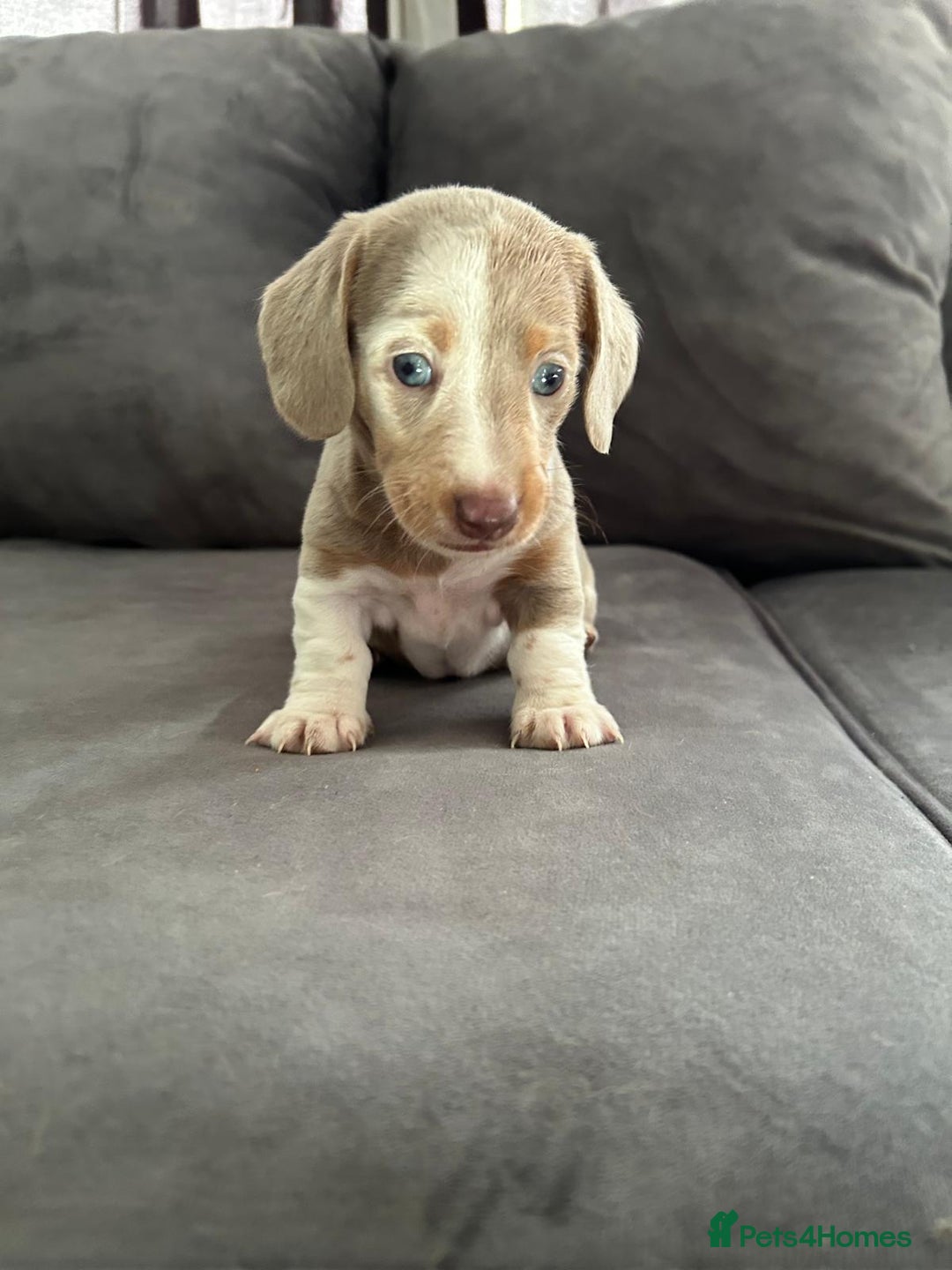 Miniature Dachshund dogs for sale: Beautiful champion miniature dachshunds - Image 8