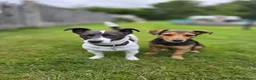 Jack Russell dogs for sale: Miniature Jack Russell’s looking for new homes  - Advert 16