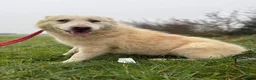 Mixed Breed dogs for adoption: Rosie - Norwich Norfolk  in Norwich - Advert 20