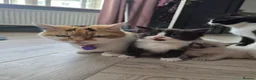 British Shorthair cats for sale: 9 gorgeous kittens - Advert 1