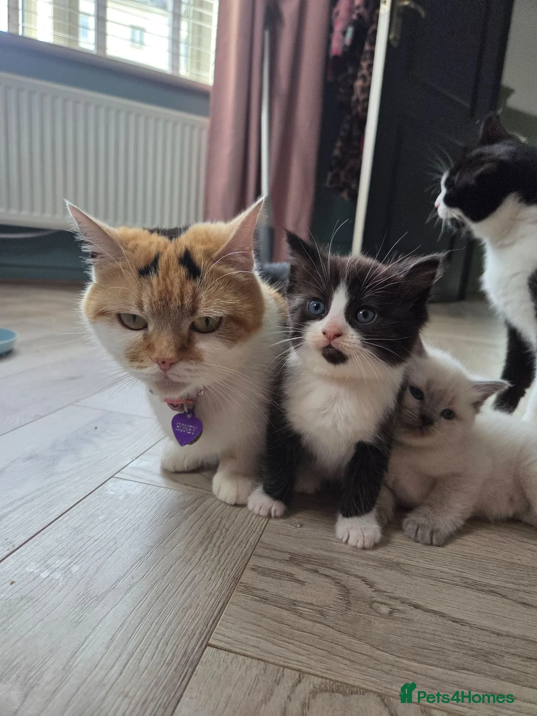 British Shorthair cats for sale: 9 gorgeous kittens - Advert 1