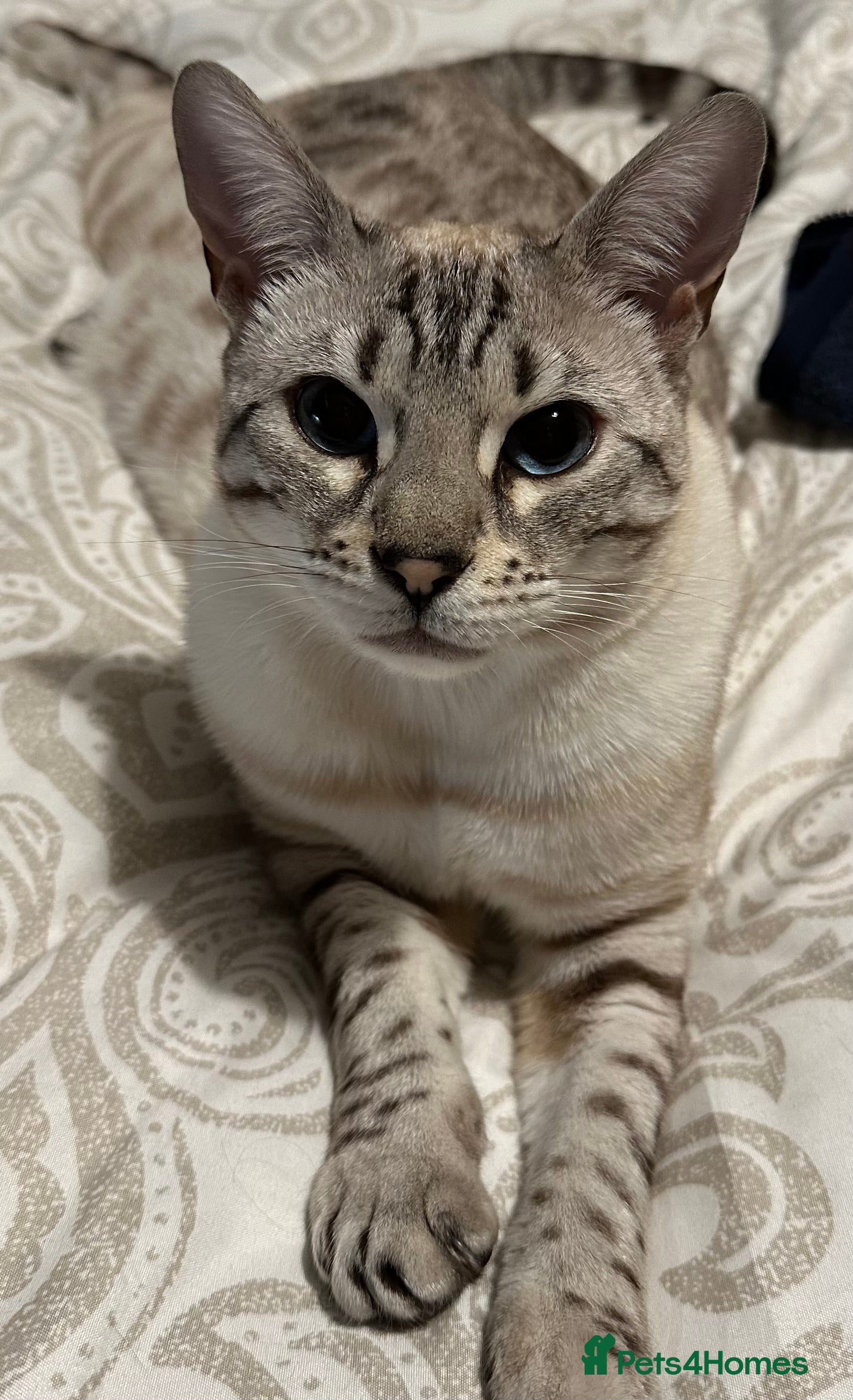 Bengal cats Bengal cat for loving home - Advert 1