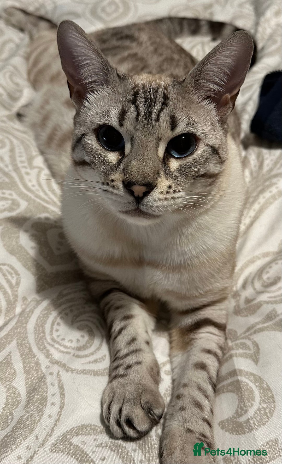 Bengal cats for sale: Bengal cat for loving home - Advert 1