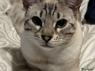 Bengal cats Bengal cat for loving home - Advert 5