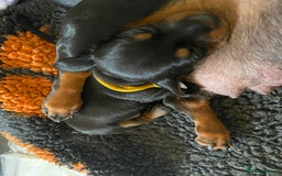 Miniature Dachshund dogs for sale: 🐶 READY NOW 🐶 REDUCED⭐️ - Image 18