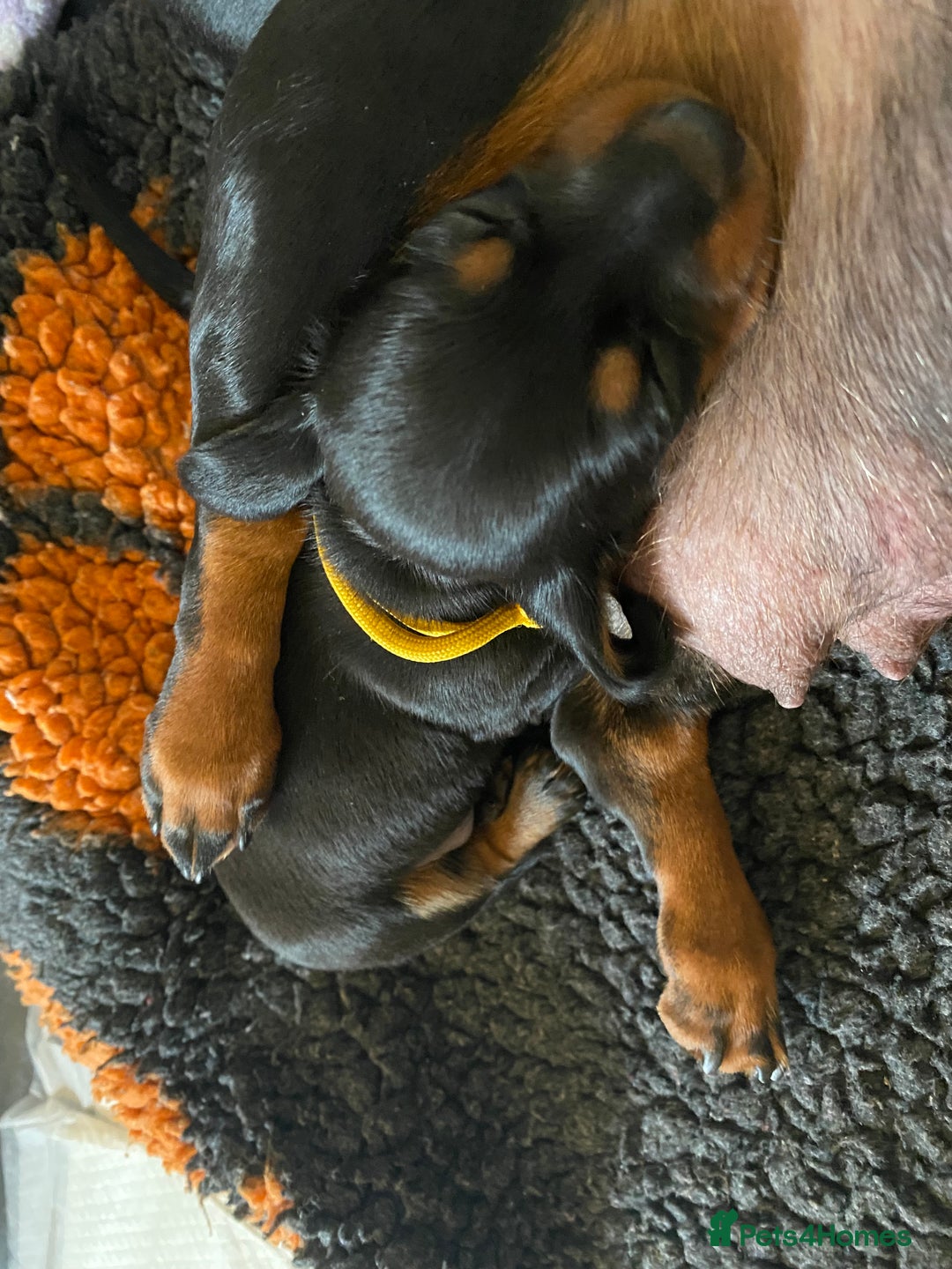 Miniature Dachshund dogs for sale: 🐶 READY NOW 🐶 REDUCED⭐️ - Image 18
