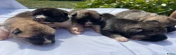 Akita dogs for sale: Akita puppy’s  - Advert 13