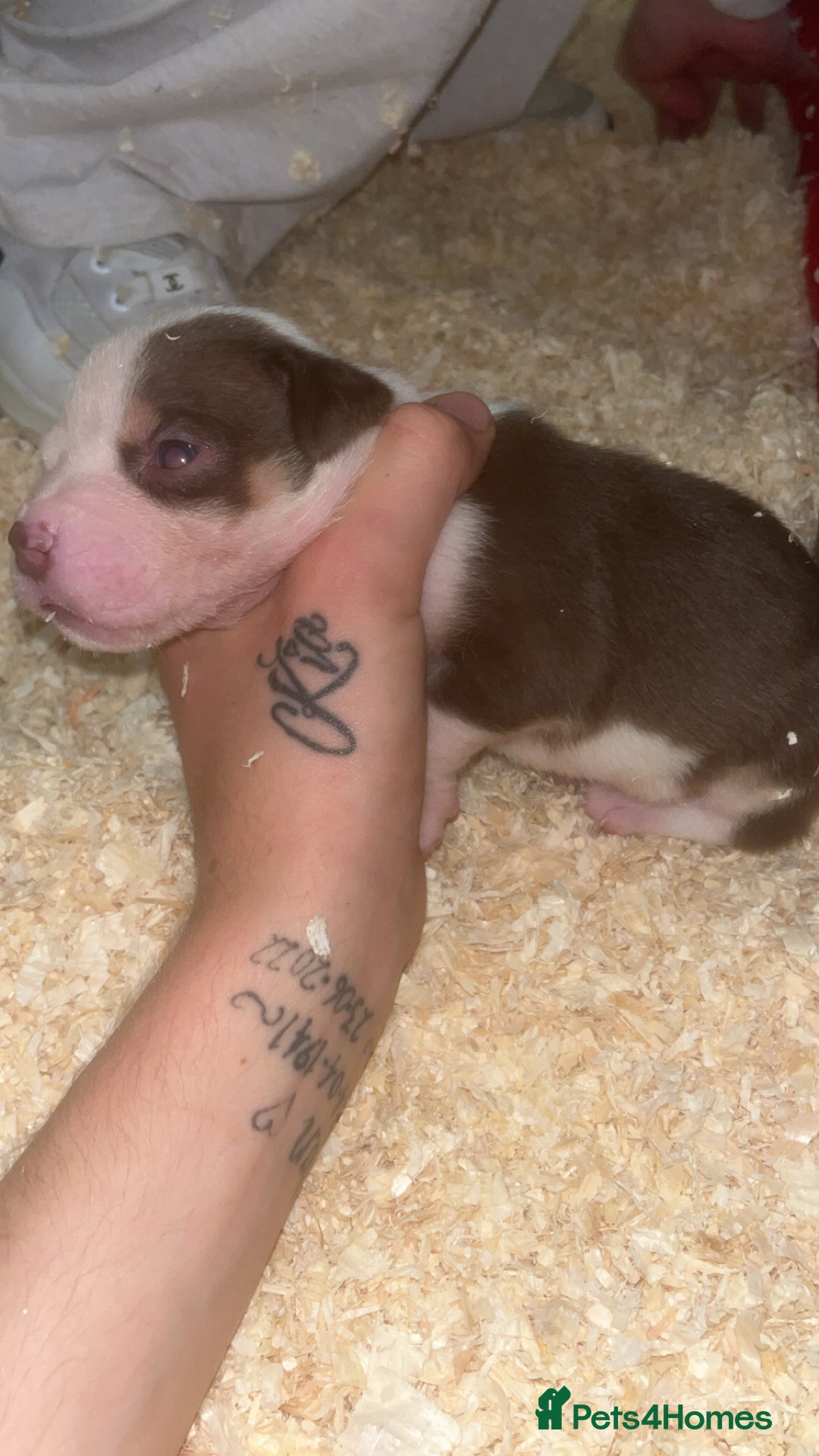 American Bull Staffy dogs for sale: 5 Girls 3 Boys American bull staffy pups  - Advert 6