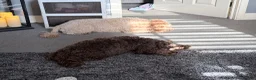 Cockapoo dogs for sale: Miniature cockapoo pups for sale  in Swindon - Advert 24
