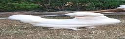 Chickens poultry for sale: Rare ornamental young sultan chickens - Advert 7