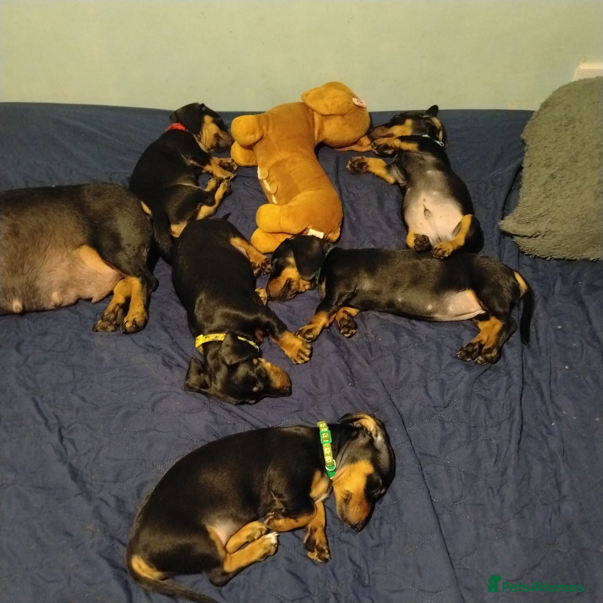 Dachshund dogs Stunning litter of dachshund puppies - Advert 1