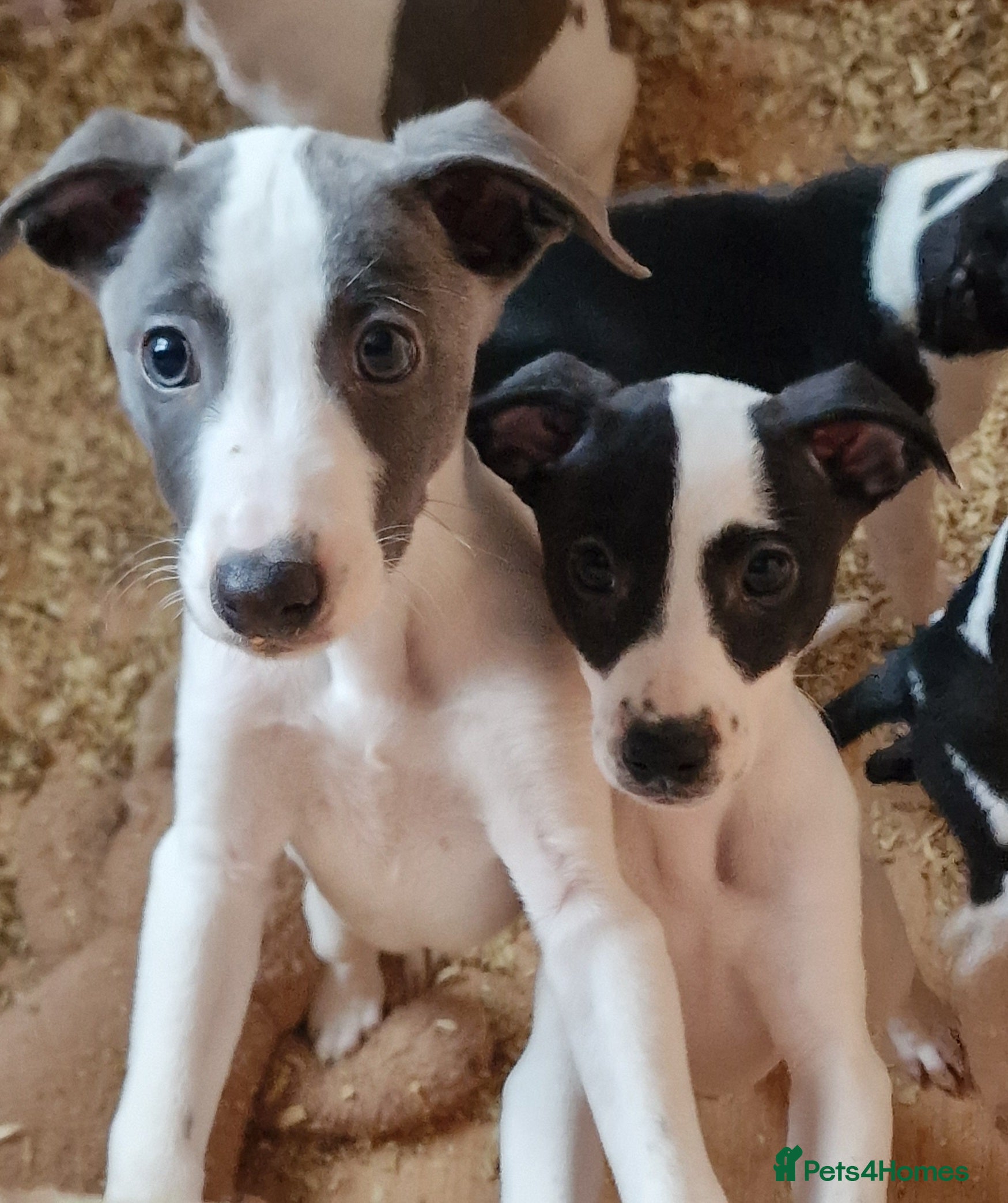 Whippet dogs Whippet puppies  - Advert 3