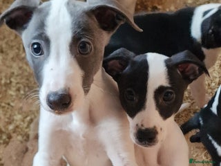Whippet dogs Whippet puppies - Advert 1