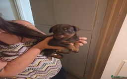 Dobermann dogs for sale: Kennel club registered Doberman puppies. - Image 5