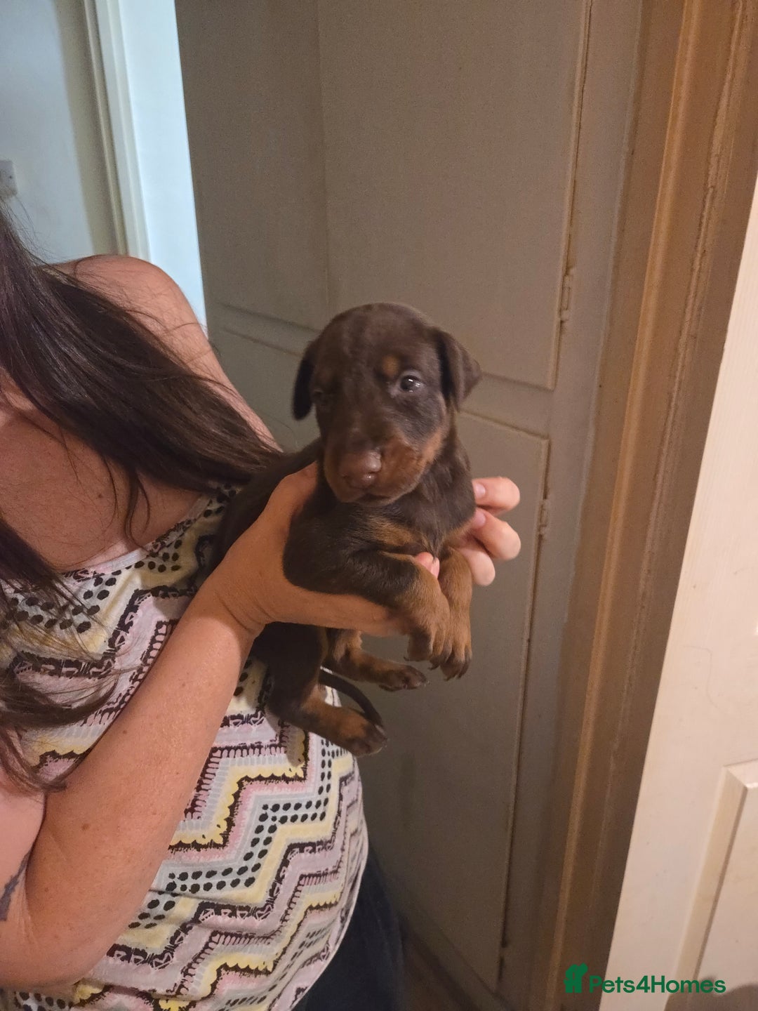 Dobermann dogs for sale: Kennel club registered Doberman puppies. - Image 5
