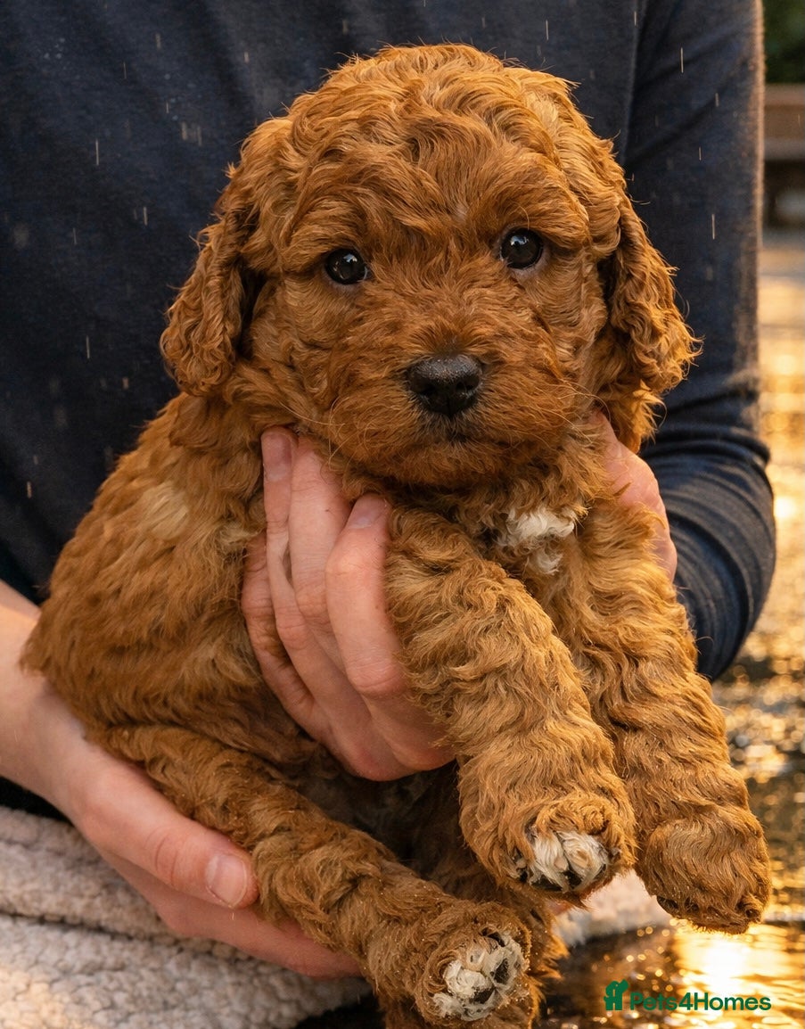 Labradoodle dogs 5* MINI F1B LABRADOODLE PUPPIES. - Advert 10
