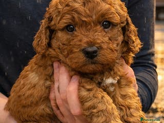 Labradoodle dogs 5* MINI F1B LABRADOODLE PUPPIES. - Advert 10