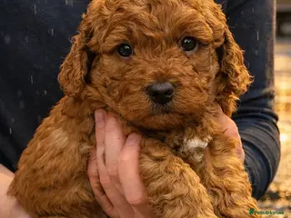 Labradoodle dogs 5* MINI F1B LABRADOODLE PUPPIES. - Advert 3