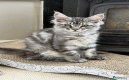 Maine Coon cats for sale: Outstanding pedigree Maine coons  - Image 6