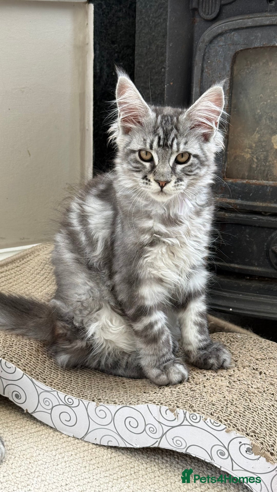 Maine Coon cats for sale: Outstanding pedigree Maine coons  - Image 6