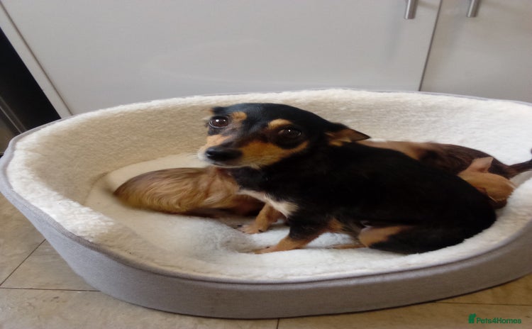 Chorkie dogs - Advert 1