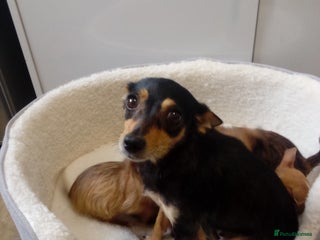 Chorkie dogs - Advert 8