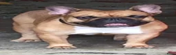 French Bulldog dogs for stud: Champion French Bulldog Available at Stud - Advert 4