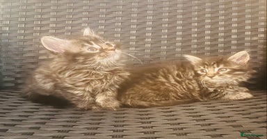 Mixed Breed cats - Advert 8