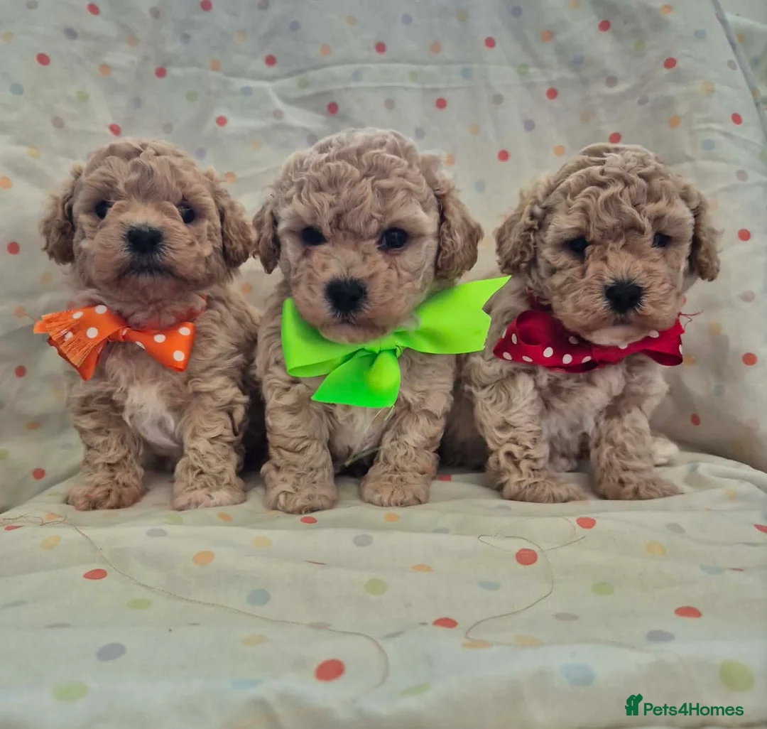 Maltipoo dogs for sale: Adorable Maltipoo Puppies 💕 in Manchester - Advert 2