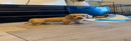 Miniature Dachshund dogs for sale: Cream long haired mini dachshund puppies - Advert 16