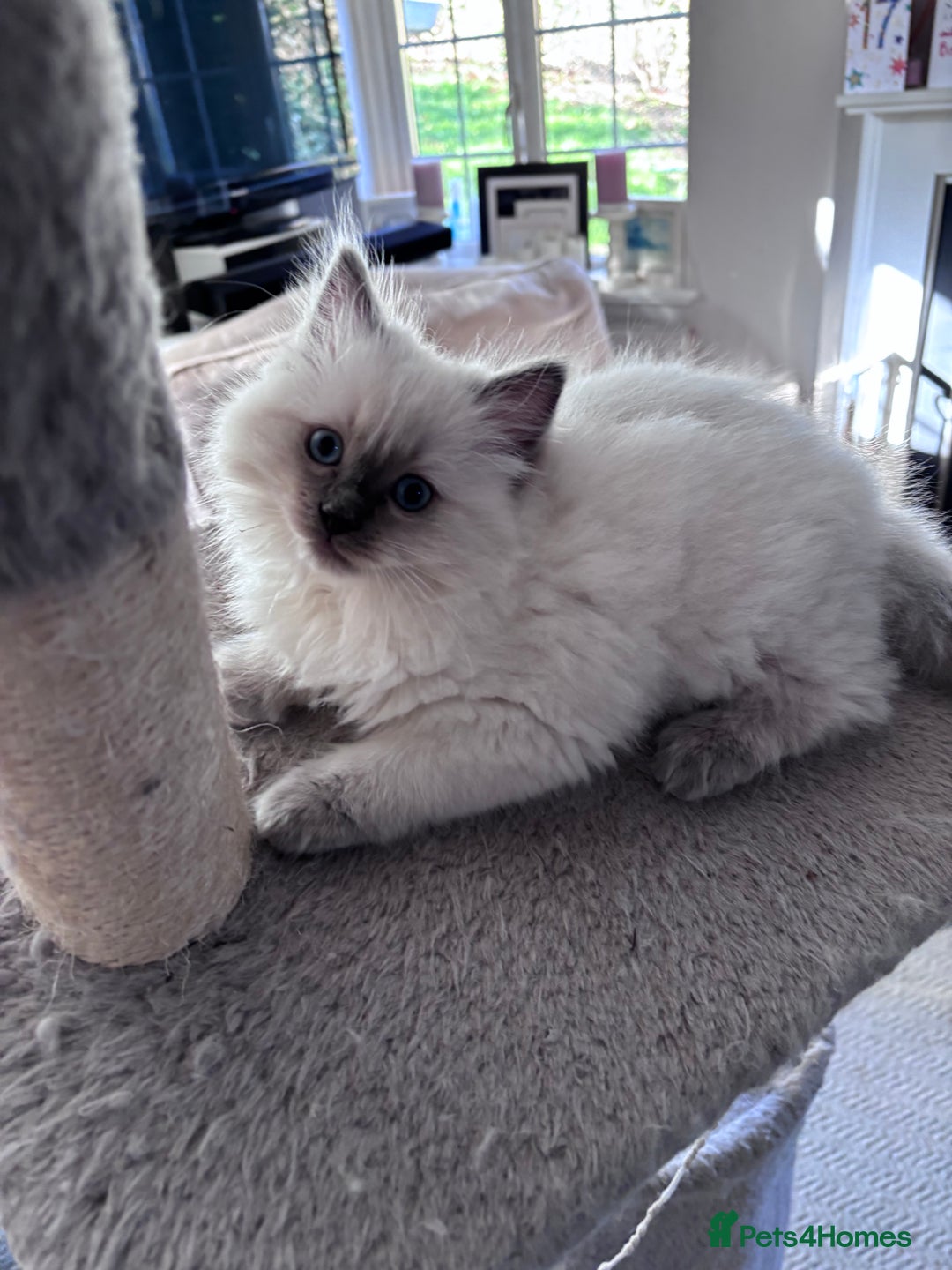 Ragdoll cats for sale: 4 Ragdoll kittens looking for their  forever home - Image 13